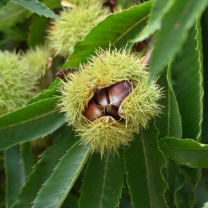 CASTAÑO COMUN
