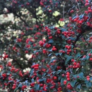 Cotoneaster Arbustivo