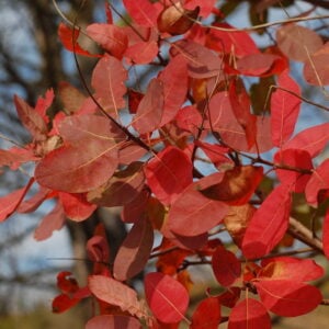 Cotinus o Arbol del Humo Rojo