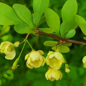 Berveris verde