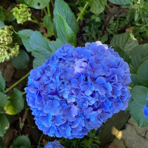 Hortensia Azul