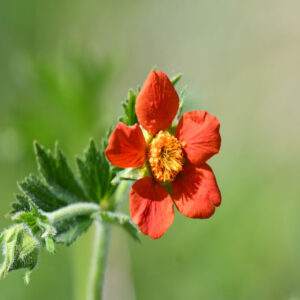 Geum Naranjo