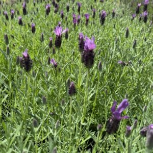 Lavanda Stoechas o Española