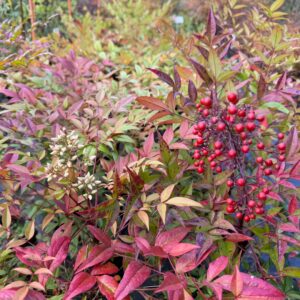 Nandina