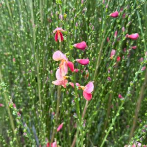 Retamo bicolor