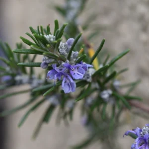 ROMERO ARBUSTIVO AZUL