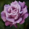 Rosa de Té Charles de Gaulle