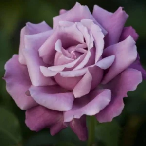 Rosa de Té Charles de Gaulle