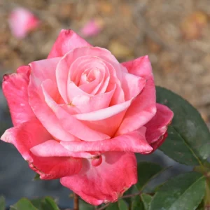 Rosa de Té 'First Prize'