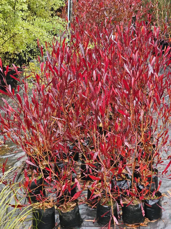 STENOCARPUS ROJO - Imagen 2