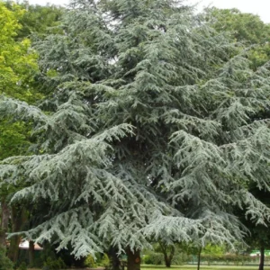 Cedro Atlántica arbol