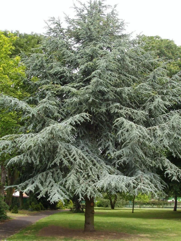 Cedro Atlántica arbol