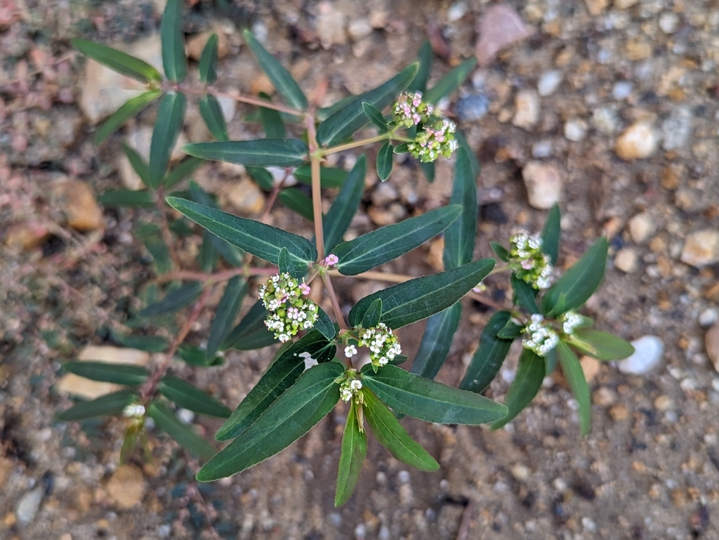 Euphorbia Hypericifolia - Imagen 2