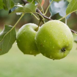 Manzano Granny smith