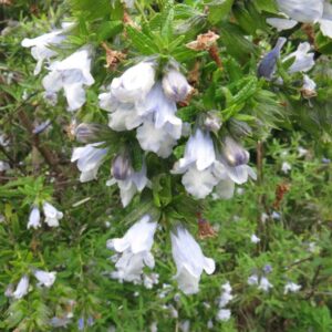 Salvia - Nativa