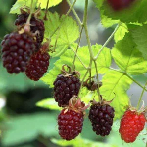 Mora Loganberry
