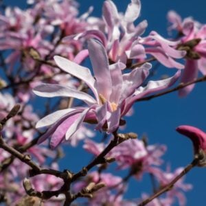 Magnolia Stellata  Rosado