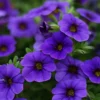 petunia