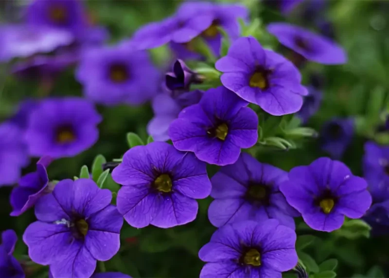 petunia