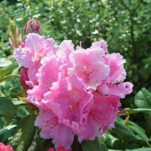 Rododendro flor