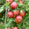 manzana royal gala