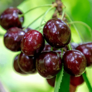 cerezo kordia