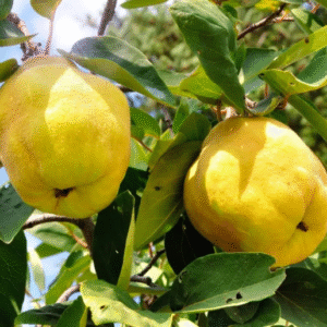 Membrillo Lúcuma