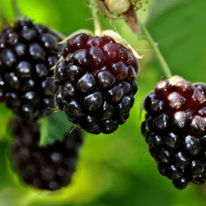 MORA HIBRIDA BOYSENBERRY
