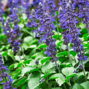 Salvia Big Blue