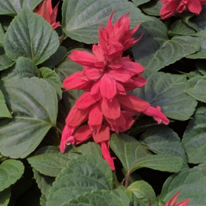 Salvia Vista