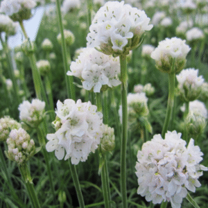 Armeria maritima blanca flor