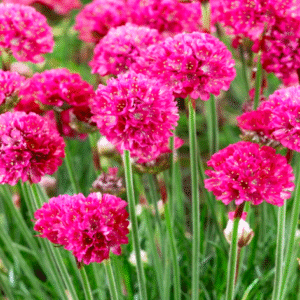 Armería marítima fucsia flor