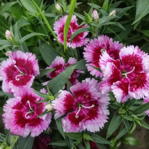 Clavelinas o Dianthus
