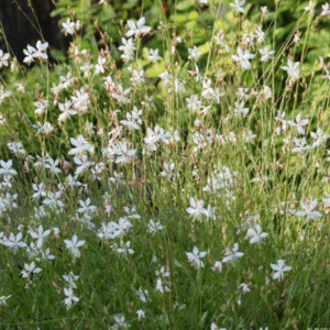Gaura blanca