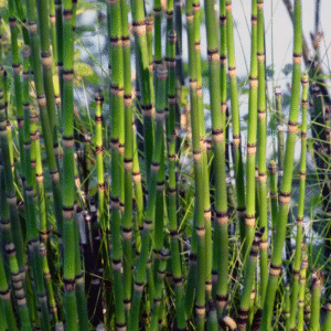 Equisetum