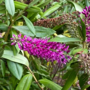 Verónica buxifolia