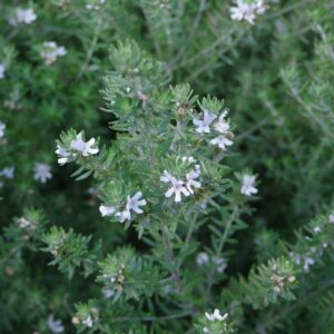 WESTRINGIA FRUTICOSA