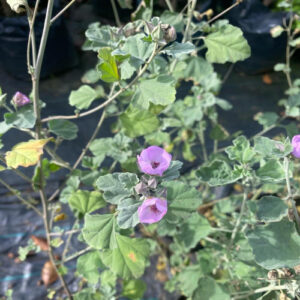 Lavatera del Cerro