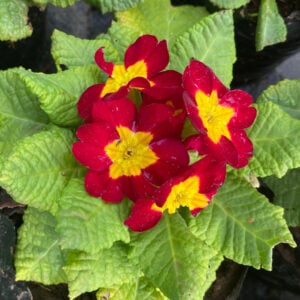 PRIMULA/OREJA DE OSO