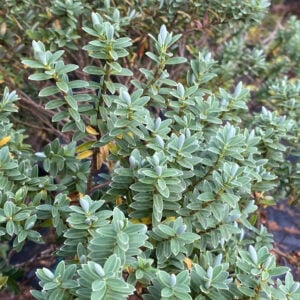 VERONICA PINGUIFOLIA