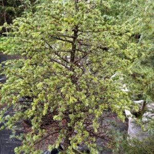 Cedro Brevifolia