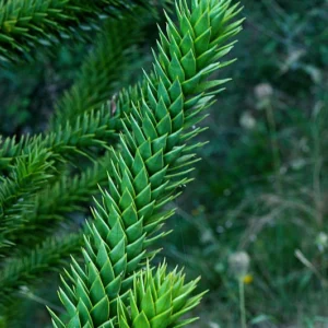 araucaria