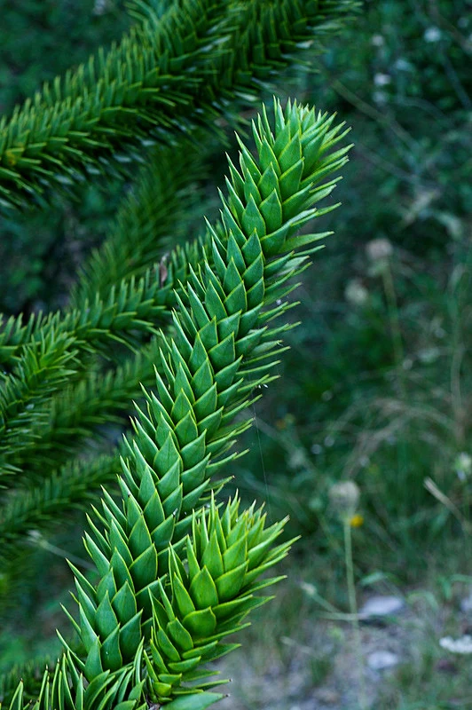 araucaria