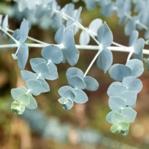 Blue Ornamental Eucalyptus
