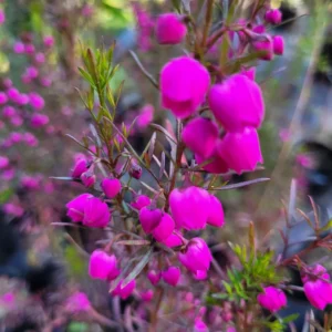 Boronia