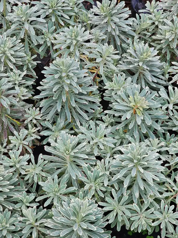 Euphorbia Variegada - Imagen 2