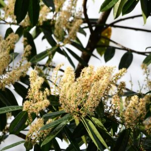 LAUROCERASUS
