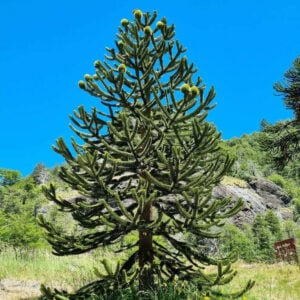 ARAUCARIA