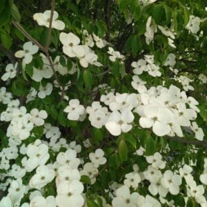 arbol de la frutilla flor