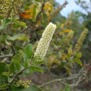 Corontillo